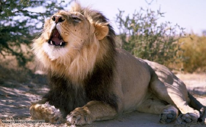 Male African lion calling {Panthera leo} Gemsbok NP, Kalahari desert, Namibia
