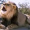 Tahaab Rais’ Cannes Diary: Day 3 – The MENA Lions, Roaring Again